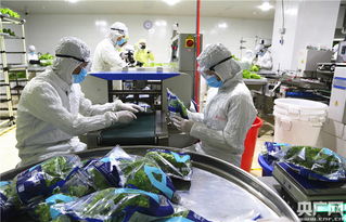 中央媒體探秘全球最大植物工廠，解鎖新興光生物產業的生物技術密碼